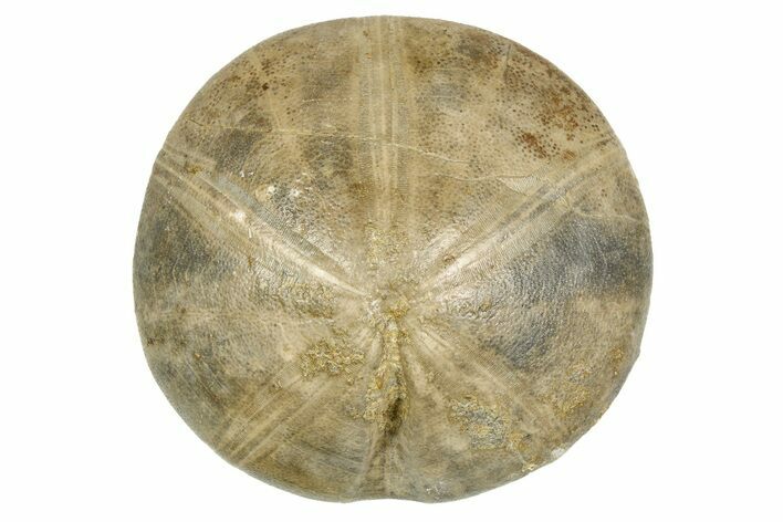 Jurassic Echinoid (Clypeus) Fossil - Jaulny, France #254013